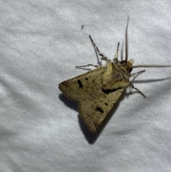 Agrotis porphyricollis at Numeralla, NSW - suppressed