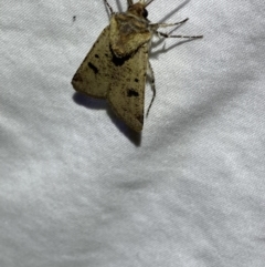 Agrotis porphyricollis at Numeralla, NSW - suppressed