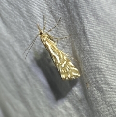 Hednota impletellus (A Crambid moth) at Numeralla, NSW - 12 Mar 2022 by SteveBorkowskis