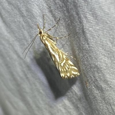 Hednota impletellus (A Crambid moth) at Numeralla, NSW - 12 Mar 2022 by SteveBorkowskis