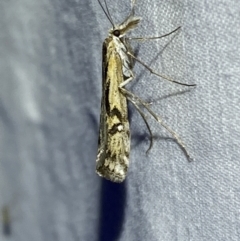 Hednota pedionoma (Pasture Webworm) at Numeralla, NSW - 11 Mar 2022 by Steve_Bok