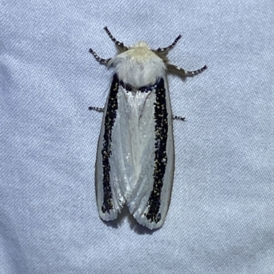 Oenosandra boisduvalii (Boisduval's Autumn Moth) at Numeralla, NSW - 12 Mar 2022 by SteveBorkowskis