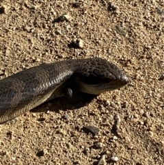 Tiliqua scincoides scincoides (Eastern Blue-tongue) at Numeralla, NSW - 11 Mar 2022 by SteveBorkowskis