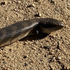 Tiliqua scincoides scincoides at Numeralla, NSW - 11 Mar 2022