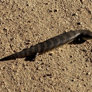 Tiliqua scincoides scincoides at Numeralla, NSW - 11 Mar 2022