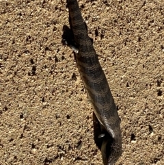 Tiliqua scincoides scincoides at Numeralla, NSW - 11 Mar 2022