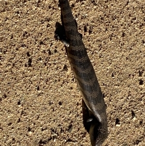 Tiliqua scincoides scincoides at Numeralla, NSW - 11 Mar 2022