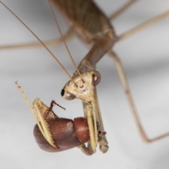 Archimantis sp. (genus) at Melba, ACT - 13 Jan 2022 by kasiaaus