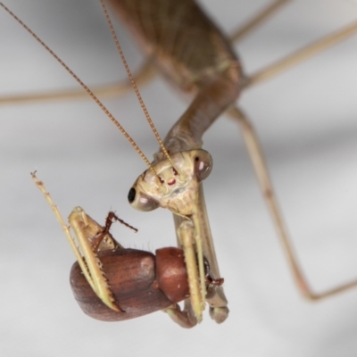 Archimantis sp. (genus) at Melba, ACT - 13 Jan 2022 by kasiaaus