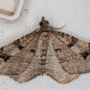 Epyaxa subidaria at Melba, ACT - 14 Jan 2022