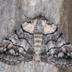 Dysbatus undescribed species (A Line-moth) at Melba, ACT - 13 Jan 2022 by kasiaaus