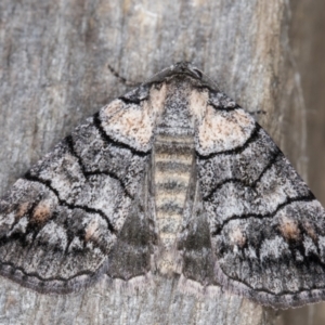 Dysbatus undescribed species at Melba, ACT - 14 Jan 2022