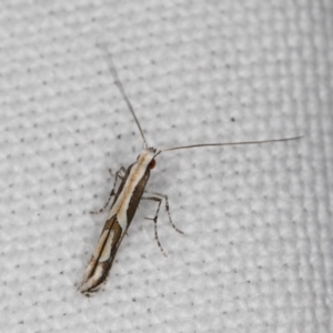 Acrocercops ophiodes at Melba, ACT - 14 Jan 2022 12:04 AM