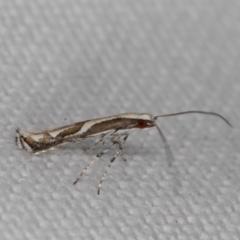 Acrocercops ophiodes at Melba, ACT - 14 Jan 2022 12:04 AM