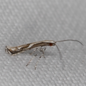 Acrocercops ophiodes at Melba, ACT - 14 Jan 2022 12:04 AM