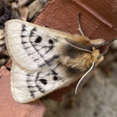 Anthela ocellata (Eyespot Anthelid moth) at Numeralla, NSW - 12 Mar 2022 by SteveBorkowskis