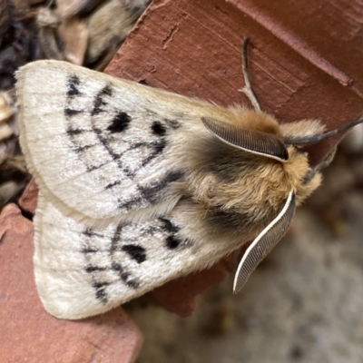 Anthela ocellata (Eyespot Anthelid moth) at Numeralla, NSW - 12 Mar 2022 by Steve_Bok