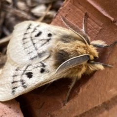 Anthela ocellata at Numeralla, NSW - 12 Mar 2022