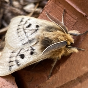 Anthela ocellata at Numeralla, NSW - 12 Mar 2022