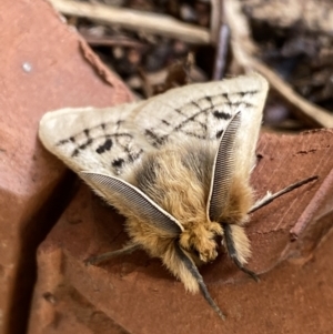 Anthela ocellata at Numeralla, NSW - 12 Mar 2022