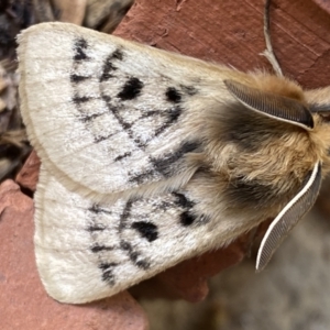 Anthela ocellata at Numeralla, NSW - 12 Mar 2022