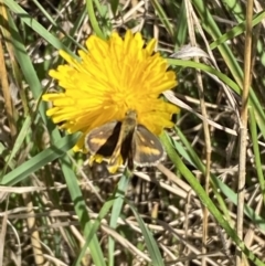 Taractrocera papyria (White-banded Grass-dart) at Numeralla, NSW - 12 Mar 2022 by SteveBorkowskis
