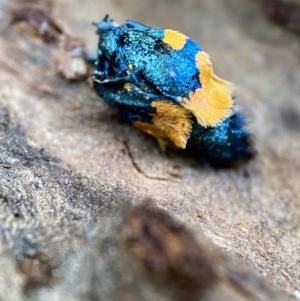 Cebysa leucotelus at Numeralla, NSW - suppressed