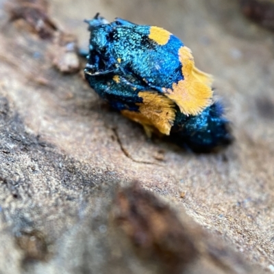 Cebysa leucotelus (Australian Bagmoth) at Kybeyan State Conservation Area - 12 Mar 2022 by Steve_Bok