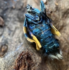 Cebysa leucotelus at Numeralla, NSW - suppressed