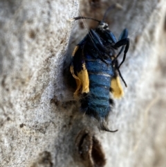 Cebysa leucotelus at Numeralla, NSW - suppressed