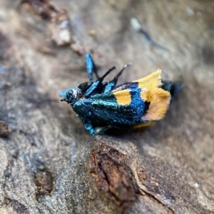 Cebysa leucotelus at Numeralla, NSW - suppressed