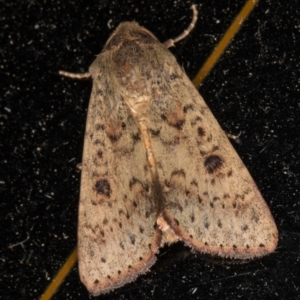 Australothis rubrescens at Melba, ACT - 12 Jan 2022