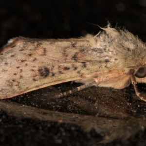 Australothis rubrescens at Melba, ACT - 12 Jan 2022