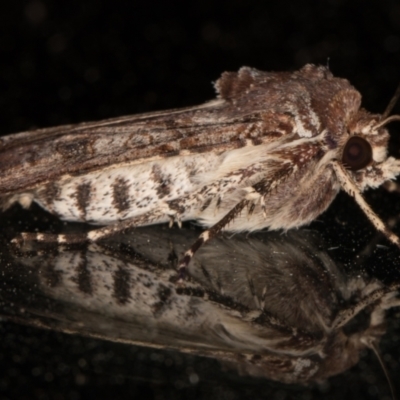 Agrotis porphyricollis (Variable Cutworm) at Melba, ACT - 12 Jan 2022 by kasiaaus