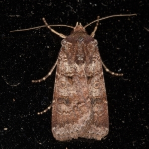 Agrotis porphyricollis at Melba, ACT - 12 Jan 2022