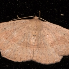 Idiodes apicata (Bracken Moth) at Melba, ACT - 12 Jan 2022 by kasiaaus