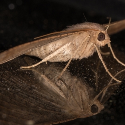 Mythimna (Pseudaletia) convecta (Common Armyworm) at Melba, ACT - 12 Jan 2022 by kasiaaus