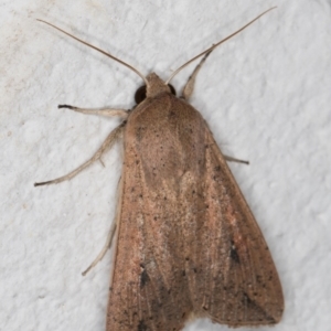 Mythimna (Pseudaletia) convecta at Melba, ACT - 12 Jan 2022 09:48 PM