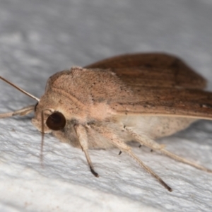 Mythimna (Pseudaletia) convecta at Melba, ACT - 12 Jan 2022