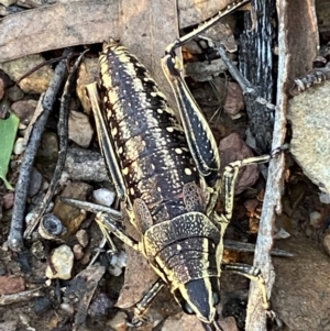 Monistria concinna at Numeralla, NSW - 12 Mar 2022