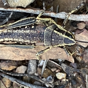 Monistria concinna at Numeralla, NSW - 12 Mar 2022