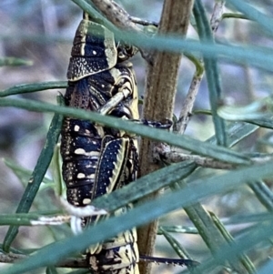 Monistria concinna at Numeralla, NSW - 12 Mar 2022