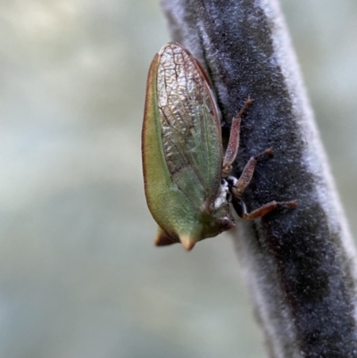 Sextius virescens (Acacia horned treehopper) at Numeralla, NSW - 12 Mar 2022 by Steve_Bok