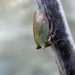 Sextius virescens at Numeralla, NSW - 12 Mar 2022