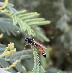 Ichneumonoidea (Superfamily) (A species of parasitic wasp) at Numeralla, NSW - 12 Mar 2022 by Steve_Bok