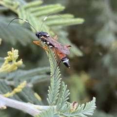 Ichneumonoidea (Superfamily) at Numeralla, NSW - 12 Mar 2022 06:44 PM