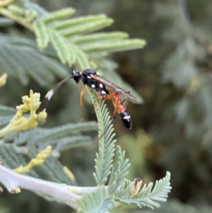 Ichneumonoidea (Superfamily) at Numeralla, NSW - 12 Mar 2022 06:44 PM