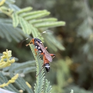 Ichneumonoidea (Superfamily) at Numeralla, NSW - 12 Mar 2022 06:44 PM