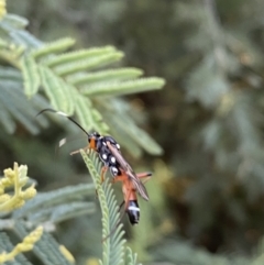 Ichneumonoidea (Superfamily) at Numeralla, NSW - 12 Mar 2022 06:44 PM