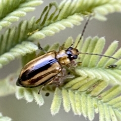 Monolepta froggatti (Leaf beetle) at Numeralla, NSW - 12 Mar 2022 by SteveBorkowskis